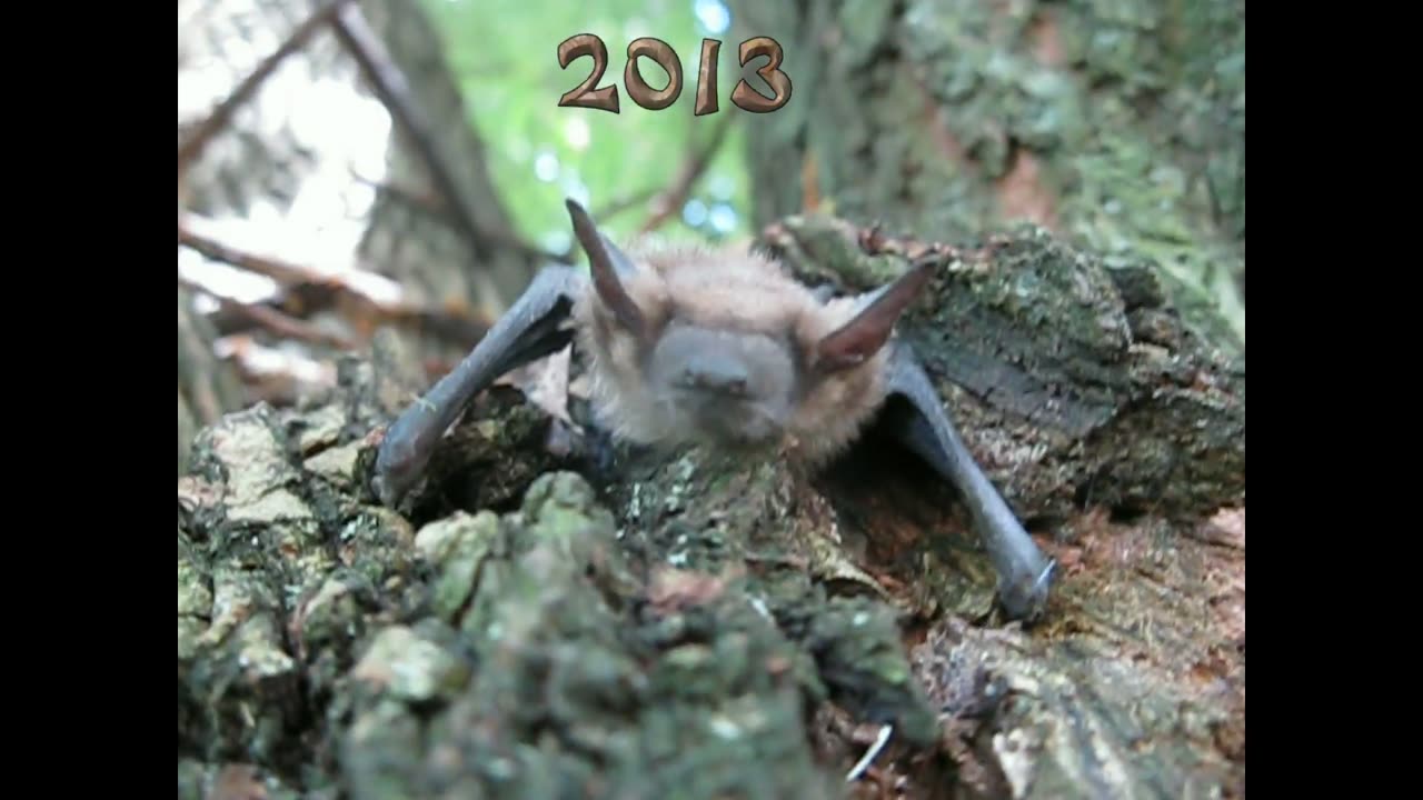 Bat In Tree