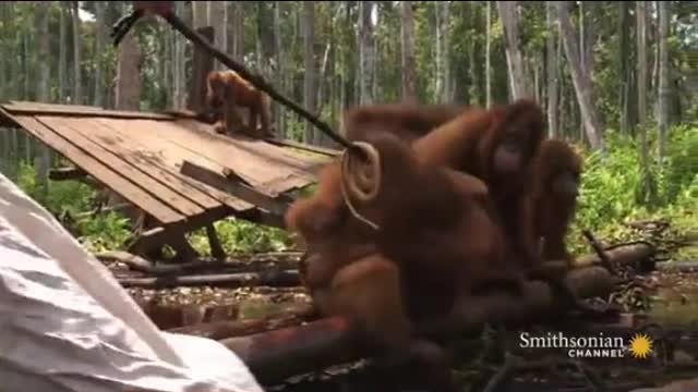 The Orangutans and the Snake