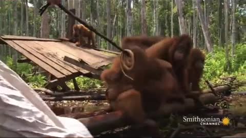 The Orangutans and the Snake