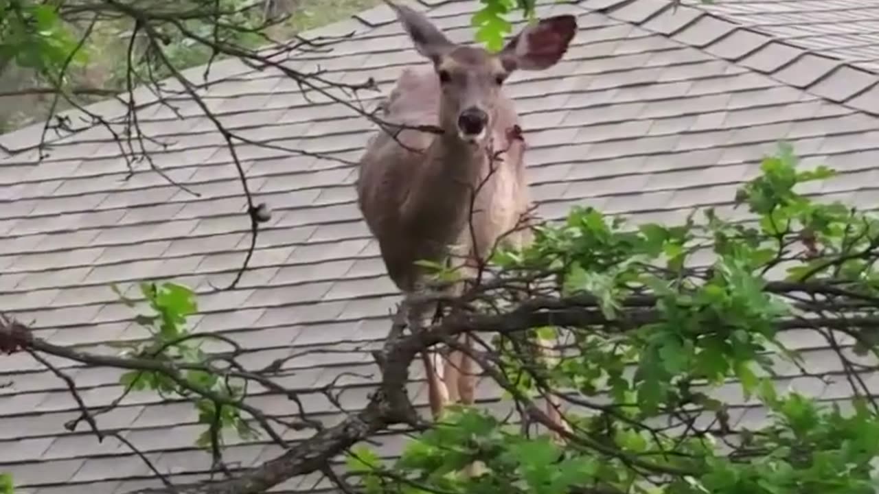 Funny Animal Intruder Fails