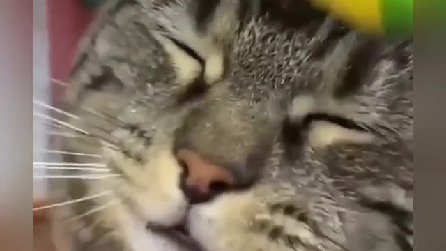 look how he talks, this kitten
