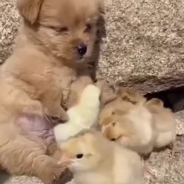 😍Cute and Funny Dog Compilation