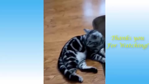 Funny cats And cute and kittens compilation