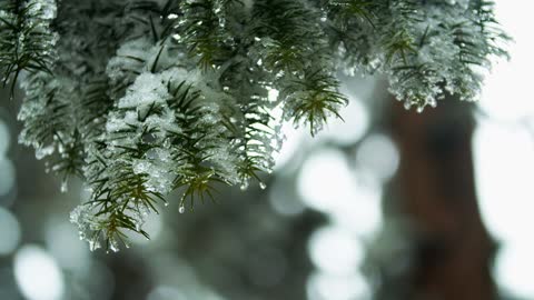 Frozen leaves