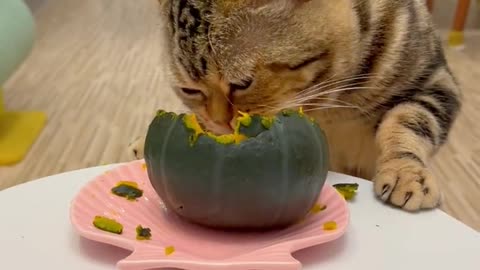 Kitten's Pumpkin Party: Nom Nom Time