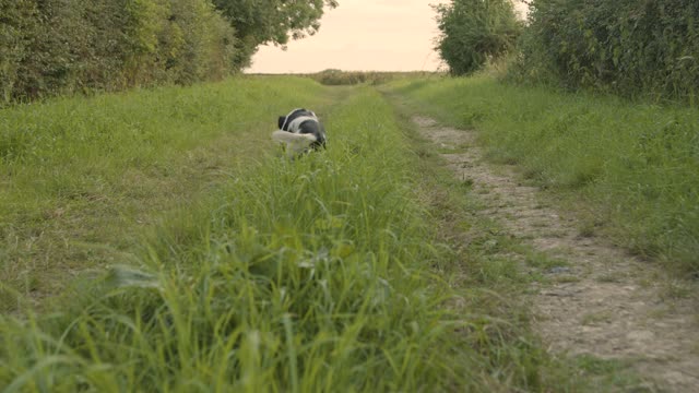 A tracking shot of a dog
