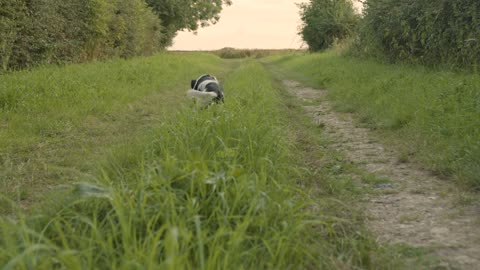 A tracking shot of a dog