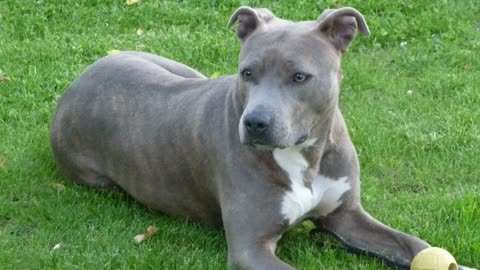 Top 10 Aggressive Dog Breeds in the World