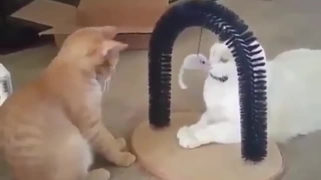 Orange kitten bullies white kitten