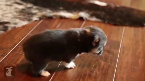 Cute puppy sneezing for the first time