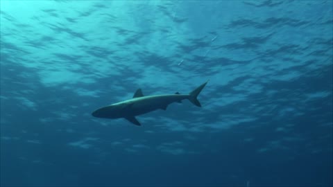 Grey Reef Shark