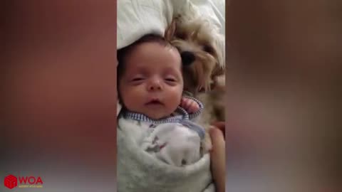 baby playing with dog Beautiful