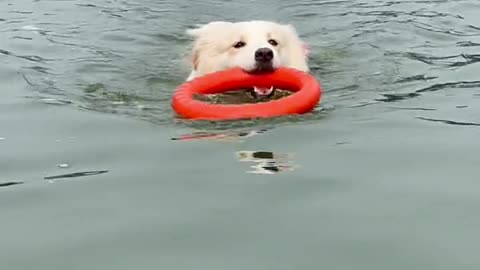 Take your dog swimming