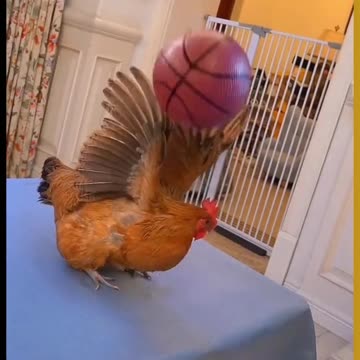 Mother and the hen opened the volleyball and did it ما اور مرغی کا والیبلل کا کھل اور یہ کیا