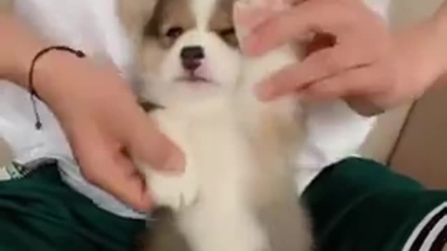Cute dog -- very cute