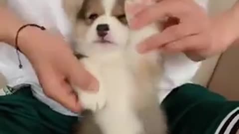 Cute dog -- very cute