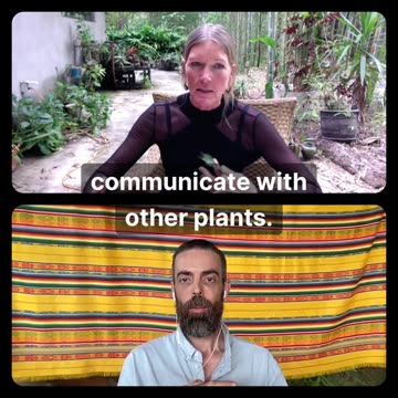 Bamboos Release Phytochemicals like Terpene Myrcene Thus Reducing Stress and Anxiety