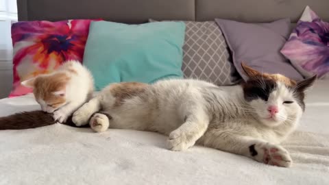 Dad Cat Ignores Tiny Kitten [Try not to Laugh]