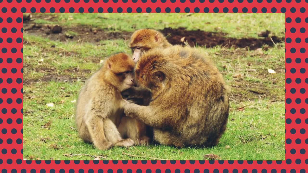 Funny Video (Monkey Friends)