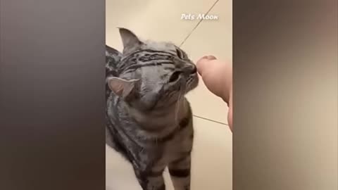 Funny animal videos😂😂😂😂