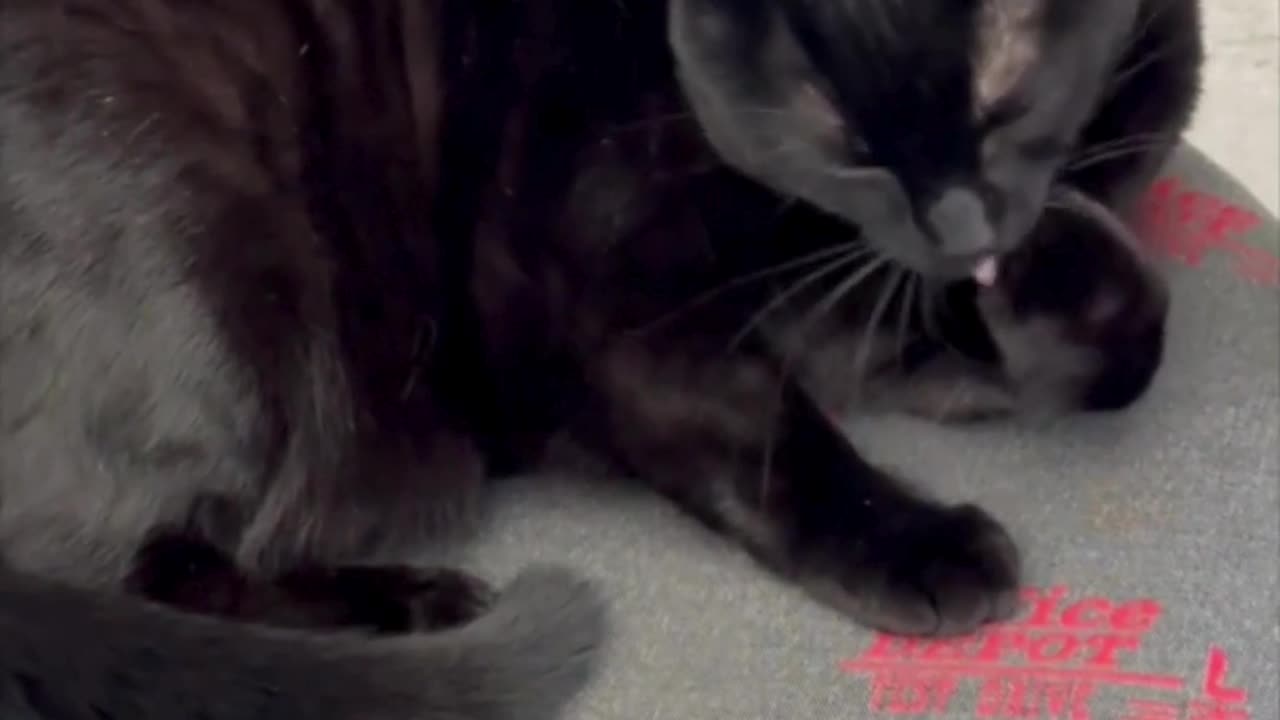 Cute Precious Piper Polishes Up Her Pedicure - Adopting a Cat from a Shelter Vlog #shorts