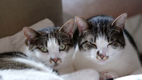 Two cute cats staring at you like this, will you be shy?