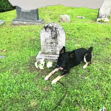 Myth Busting Cadaver Dogs Series