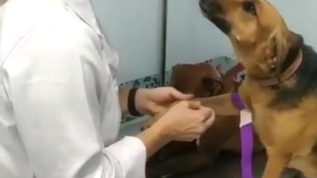 Sweetest Dog Ever Allows Vet To Draw Blood With Ease