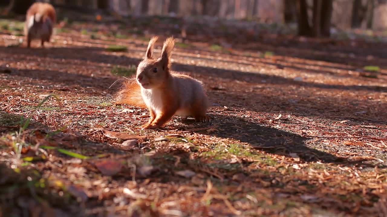 squirrel harvests nuts for winter