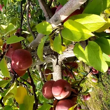 Apple Land Apple Farm Ontario