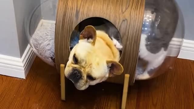Oh no! My house has been robbed!! #Dogs #CuteDogs #LoveDog #SmartDogs