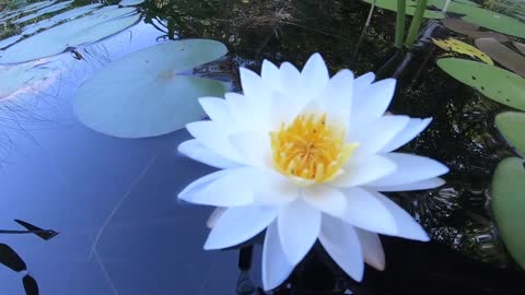 Water Lily