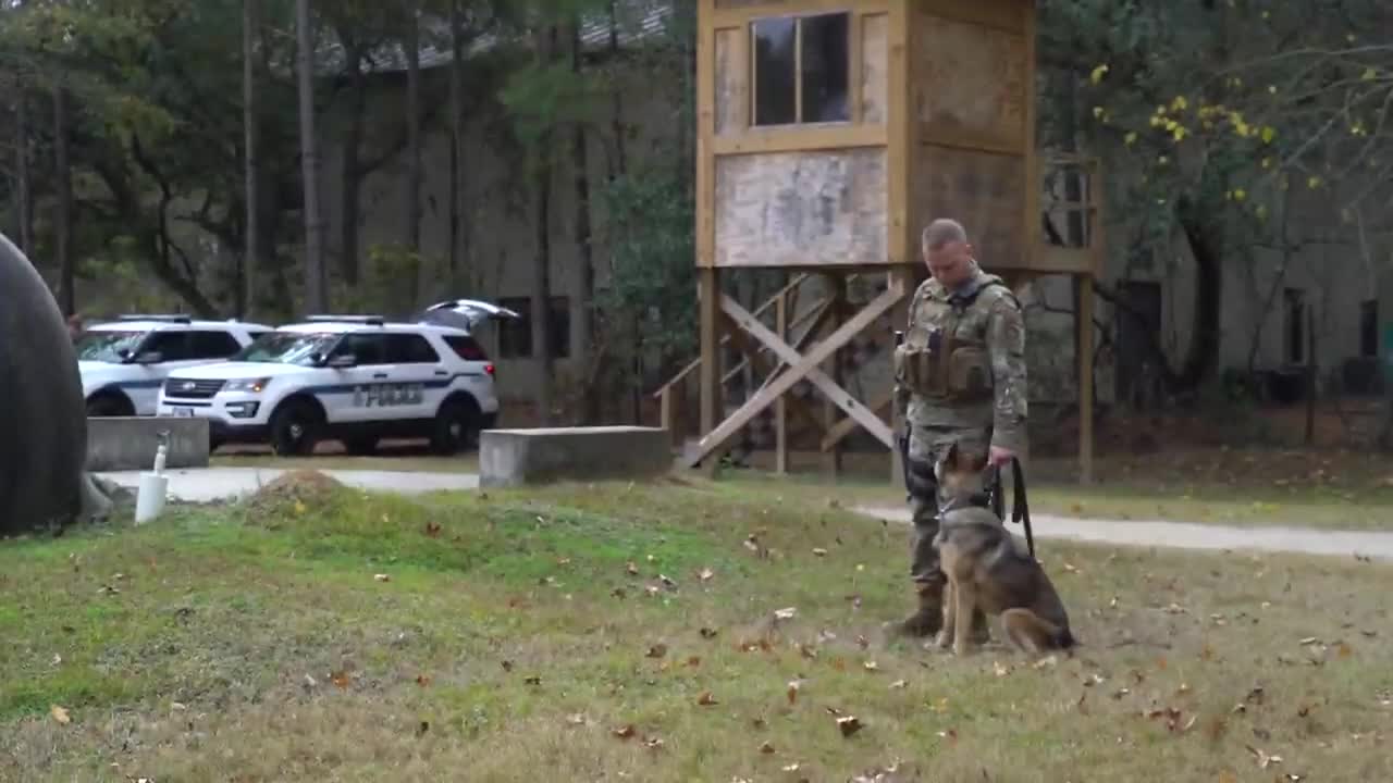 Security Forces Squadron military working dog handler B roll SC, the UNITED STATES.