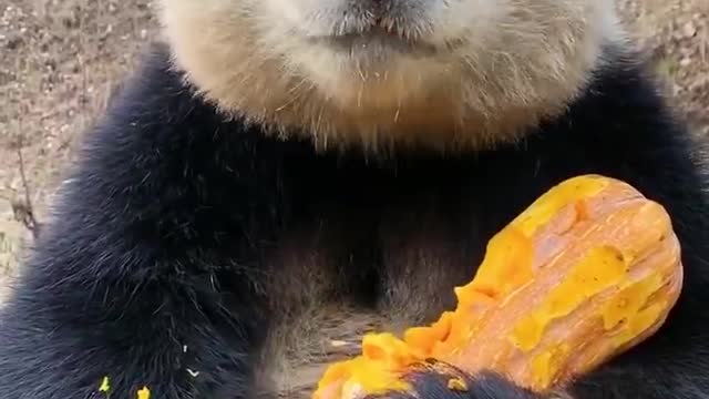 Besides bamboo the panda likes eating pumpkin as well