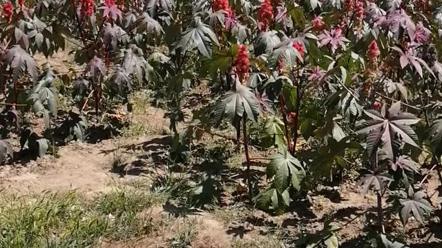 The sea of ​​red flowers is awesome