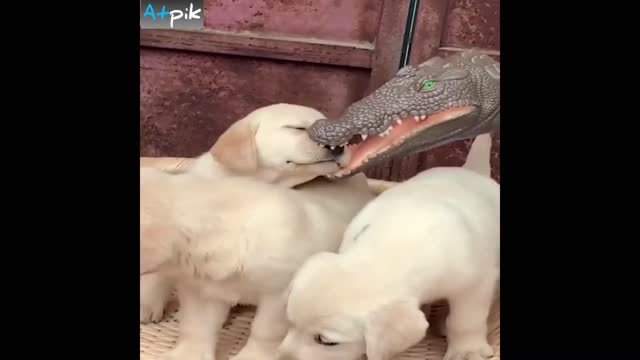 Crocodile Playing With Dogs