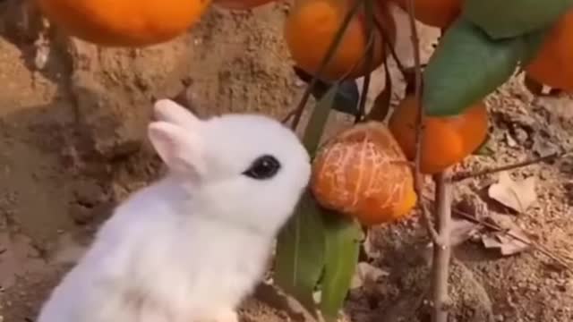 Funny animal videos