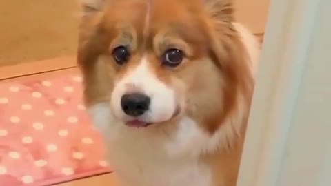 I have a dog