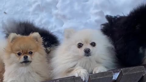 puppies in the snow
