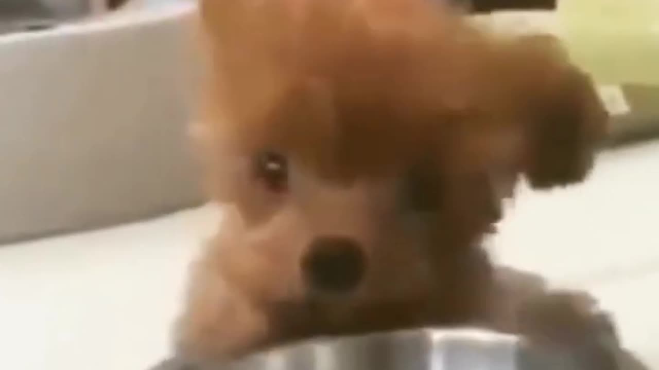 Funny Animals Video😂 Part 1 #shorts Try Not To Laugh