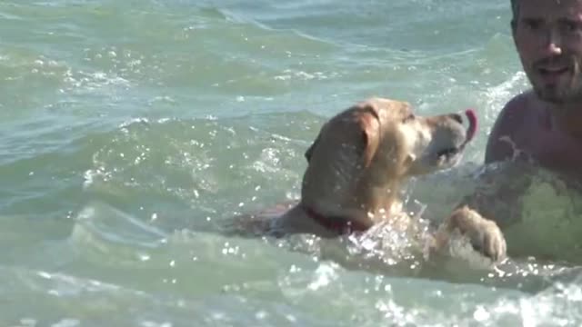 me and my dog in the beach water #shorts