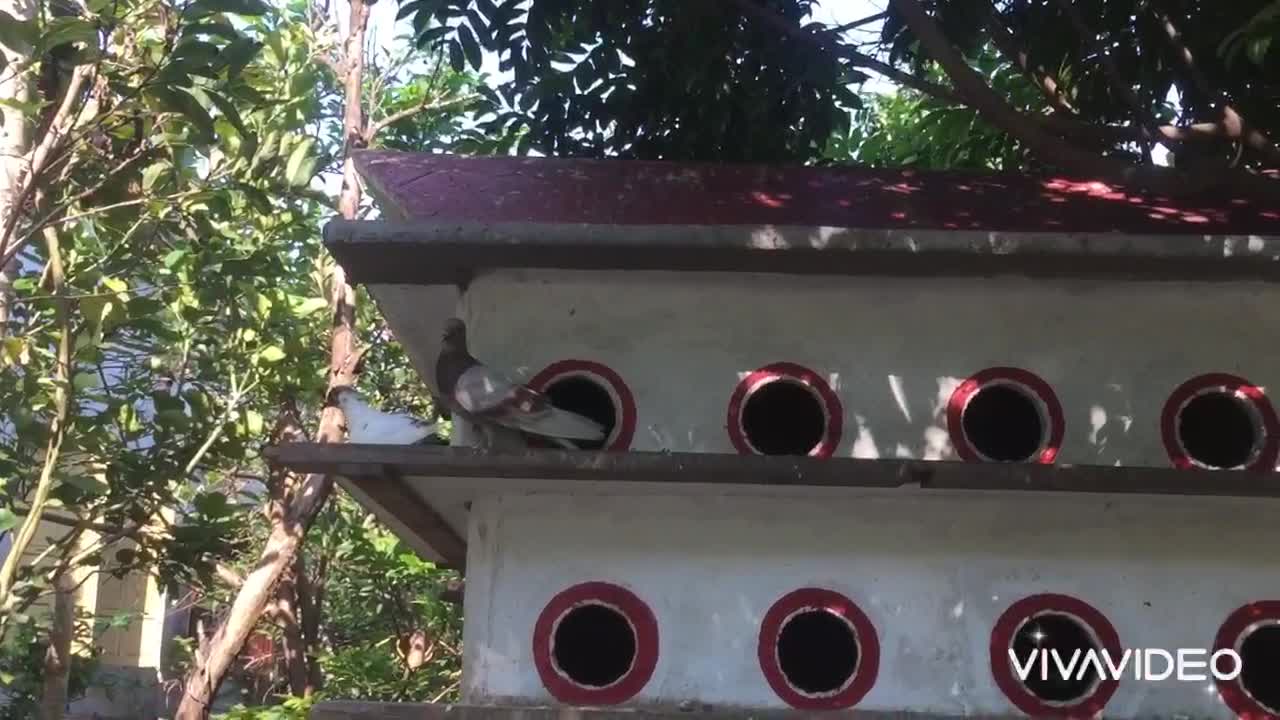 Pigeon house , animals funny