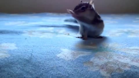 Squirrel enjoys the fresh sheets | funny animal videos!