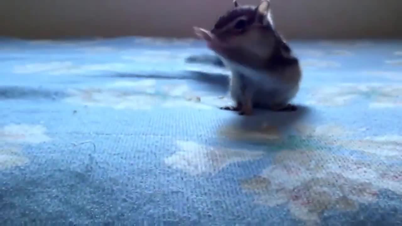 Squirrel enjoys the fresh sheets | funny animal videos!