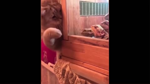 Animal funny video
