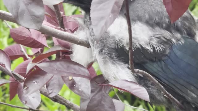 Baby magpie waiting it’s mom among flowers