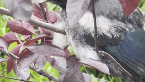 Baby magpie waiting it’s mom among flowers