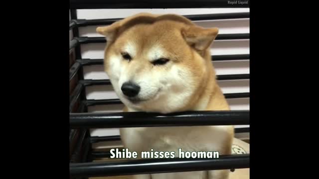 Shibe meets the owner after a long time 😍