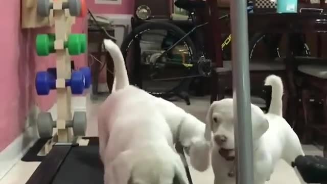 The dog on the treadmill