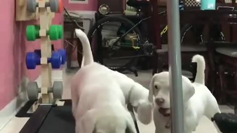 The dog on the treadmill